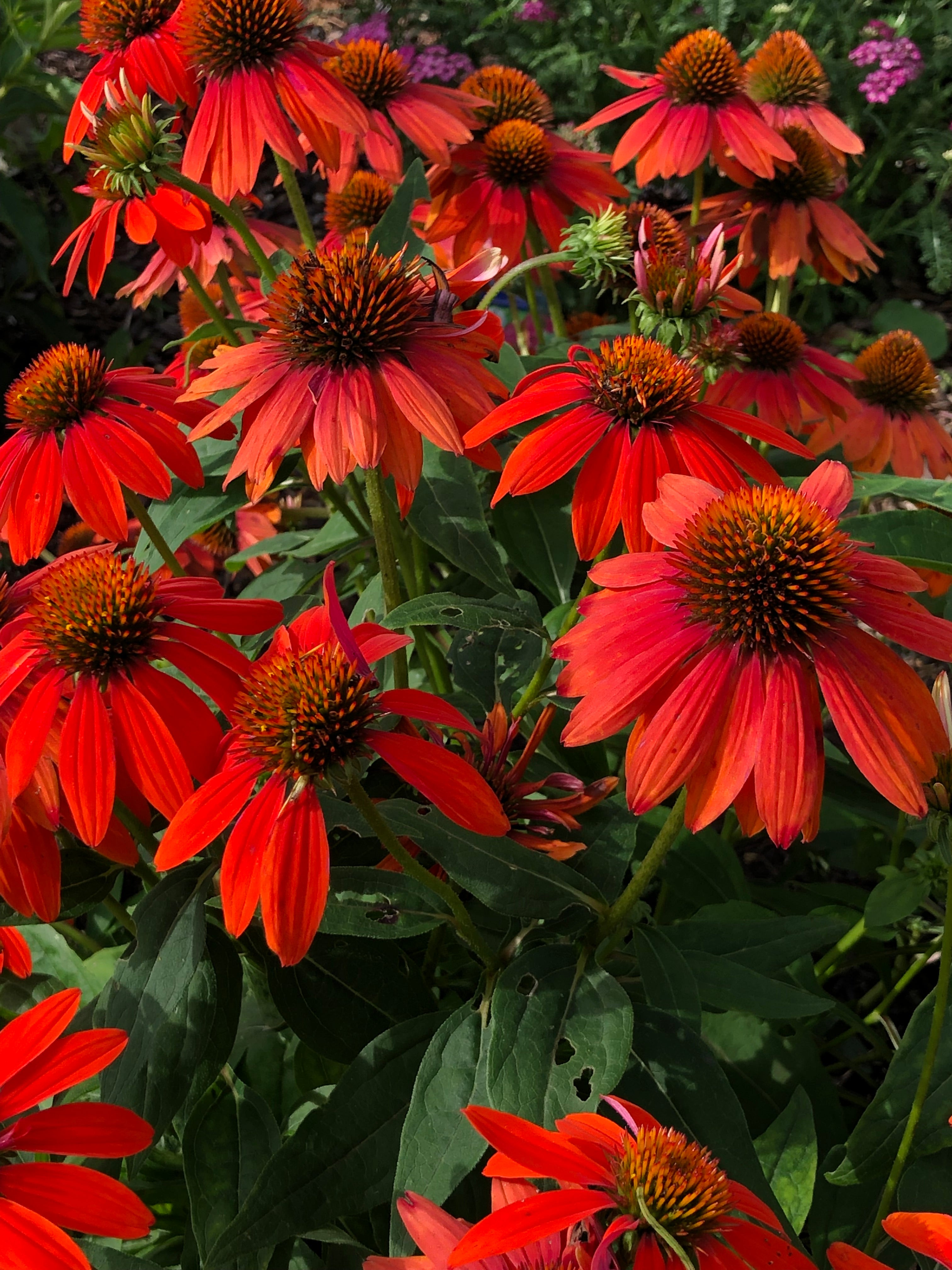 Close-up of bright red flowers with green leaves