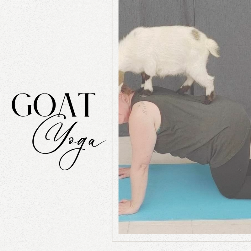 Parkway Event Goat  Yoga 12pm
